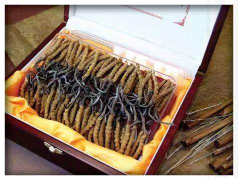 阜平冬虫夏草回收